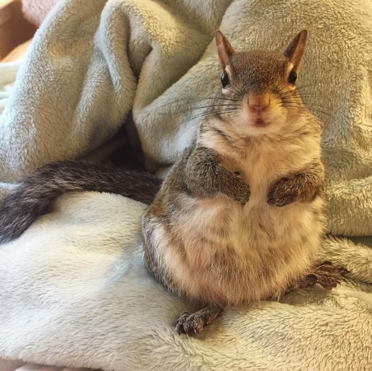 squirrel-Insta