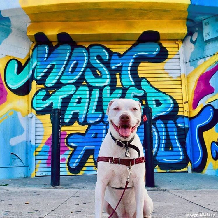 graffiti dog