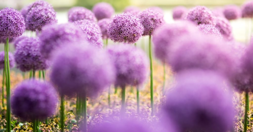 Depth of Field in Social Media Photography