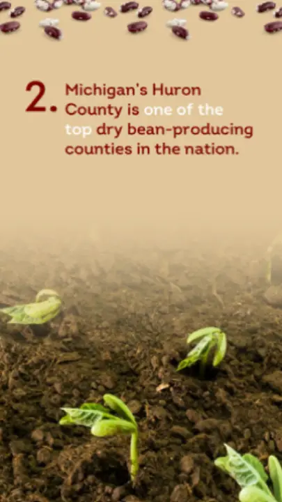 beans-3-new